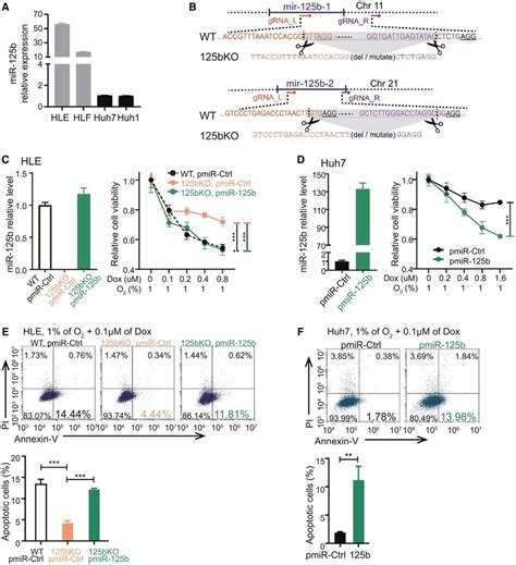 Hcc Cells With Mir B Loss Were Mimicking In Vivo Tace Therapy A