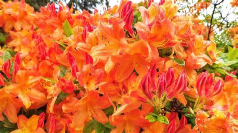 Amazon.com : 30 Orange Azalea Flower Seeds for Planting - Rhododendron ...