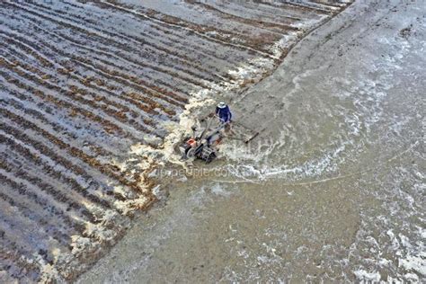 江苏扬州：三夏时节 水乡农忙 人民图片网