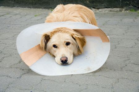 The True Importance of Neutering Your Male Dog