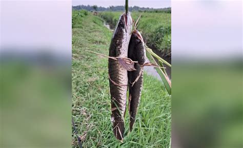 Berburu Ikan Gabus Dengan Senapan Angin Mandiripangan