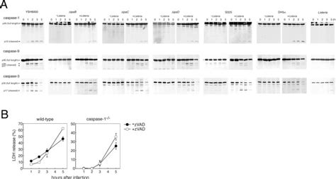 A Novel Caspase Toll Like Receptor Independent Pathway Of Cell