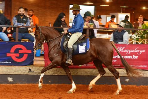 Tatu Recebe Exposi O De Cavalos Da Ra A Mangalarga Itapetininga E