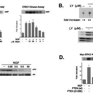 Role Of Pi K In Neuronal Erk Activation A Erk Activity Was Assessed