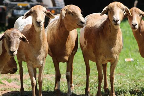 Nguni Sheep