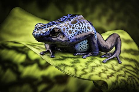 Blue Poison Dart Frog Amazon Rain Forest Photograph by Dirk Ercken - Pixels