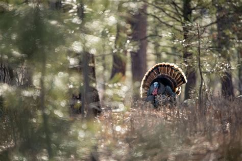 40 Foremost Public Land Turkey Hunting Rules To Follow Huntstand