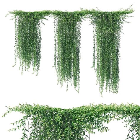 Vernonia Elliptica_curtain Creeper - 3D Model for Corona