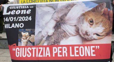 Gatto Leone Il Messaggero