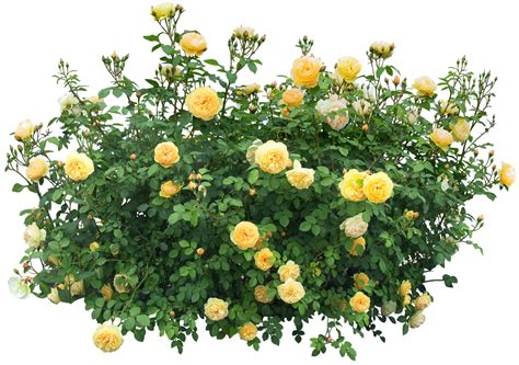 Bushes Png Images Free Download Bush Png