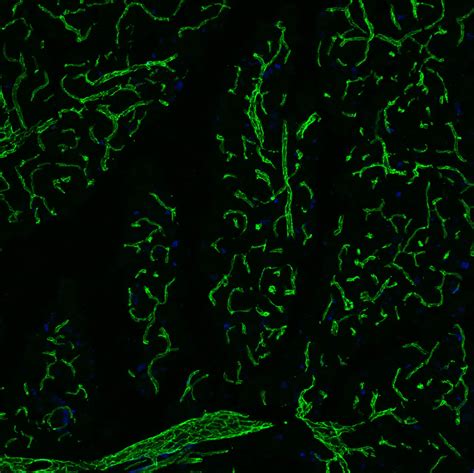 Anti Cd Antibody Af R D Systems