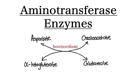 What does an aminotransferase do protein metabolism? | MCAT ...