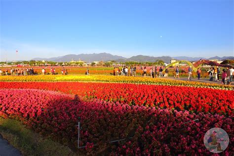 2019新社花海幸福花海 慢遊山城 悠遊台三線花海花毯讓你一次拍的夠 台中景點 旅咖543