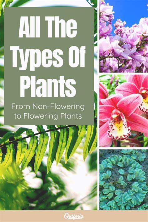 types  plants nature  science