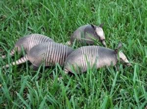 Nine Banded Armadillo - Facts, Diet, Habitat, Reproduction, Life Span, Predators and Pictures