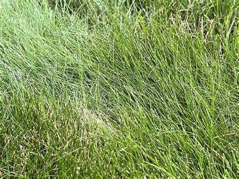 Help Identify Grass Types | Lawn Care Forum