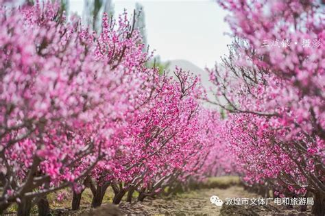 【美景敦煌】敦煌七里镇千亩桃花竞相绽放澎湃号·政务澎湃新闻 The Paper