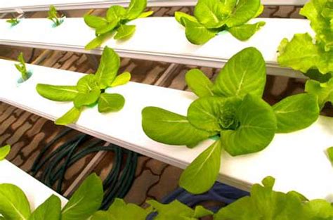 Aeroponics – Benefits and Disadvantages | Gardening Site