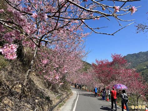 美到爆！古坑石壁逾萬人賞櫻 接駁車班班客滿 生活 自由時報電子報