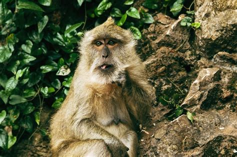 Premium Photo Adult Macaque Monkey Sitting On Rock In Tropical Forest