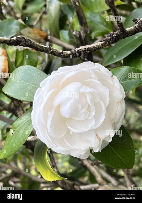 White peony flower Stock Photo - Alamy