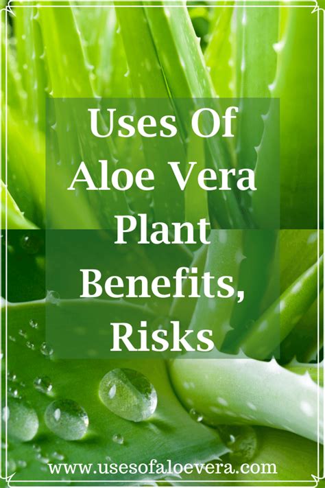 Uses Of Aloe Vera Plant Benefits Risks And More