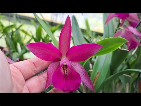 Brassocatanthe Kauai Red Drop YouTube