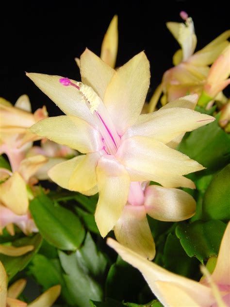 Yellow Christmas Cactus - Fotomuslik