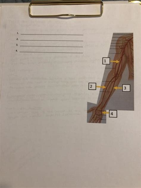 Solved Homework Arteries And Veins To Know Upper Extremity