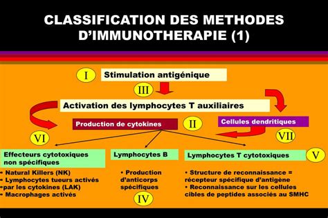 Ppt Immunotherapie Et Therapie Cellulaire Powerpoint Presentation