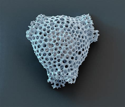 Radiolarian Trigonactura Sp Sem Photograph By Oliver Meckes Eye Of