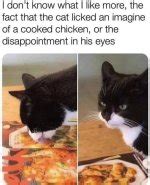 funny fat cat memes