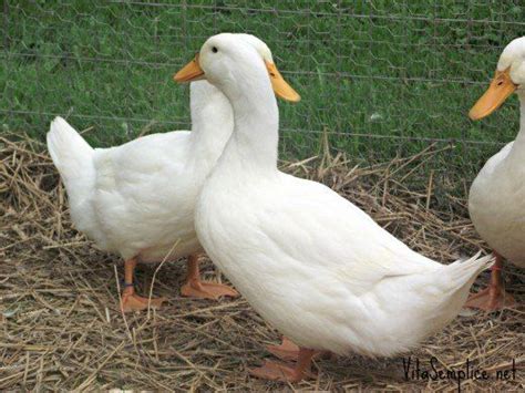 Everything You Need To Know About Pekin Ducks Pekin Duck Duck Duck