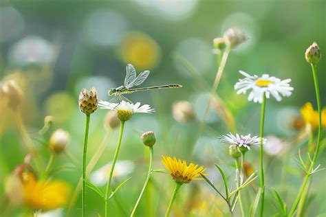 Préparez votre jardin pour le printemps découvrez le moment idéal