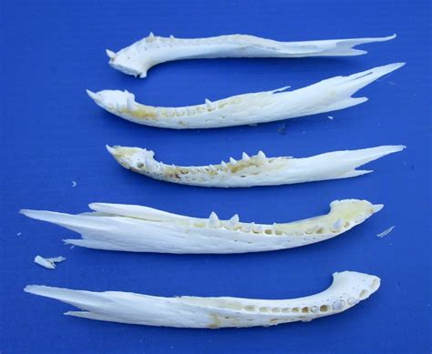 5 Real Alligator Jaw Bones for Sale 6-1/2 to 7-1/2 inches long