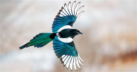 Do Magpies Like Stealing Shiny Things? | Audubon