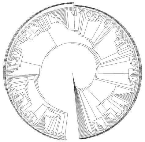 Tree Of Life Phylogenetic Tree Phylogenetics Clade Diagram Evolution