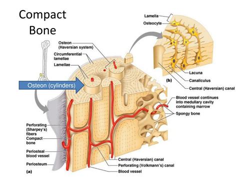 Ppt Long Bone Anatomy Powerpoint Presentation Free Download Id5430373