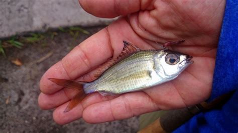 Tidewater Mojarra A Field Guide To The Fishes Of Charlotte Harbor