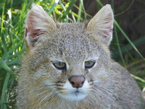 Pampas Cat - ZooChat