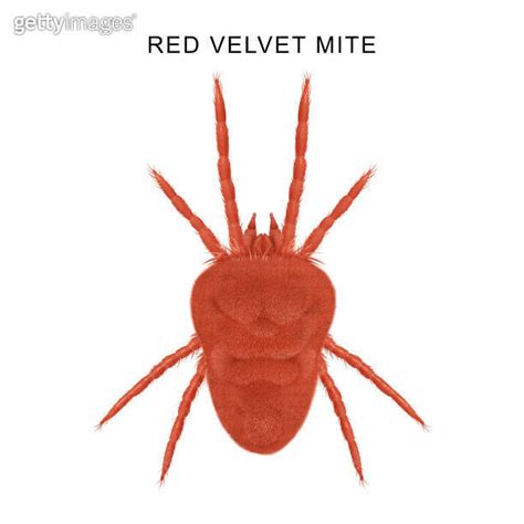 Red Velvet Mite Trombicula Autumnalis Illustration 이미지 2149799383