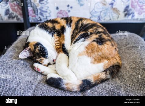 Closeup Of Calico Cat Sleeping Lying Curled Up In Chair With Tail