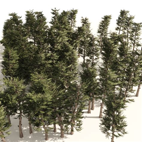 ArtStation - Pine forest trees | Resources