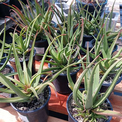 Aloe Fairy Pink 1ga Dryoasisplants