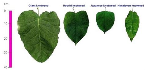 Japanese Knotweed People And Nature