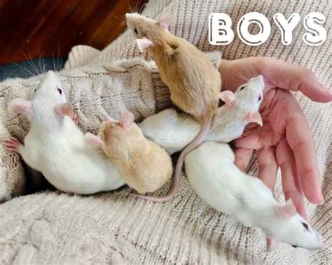 Hand Tamed Friendly Pet Rats Girls And Boys Available Other Pets