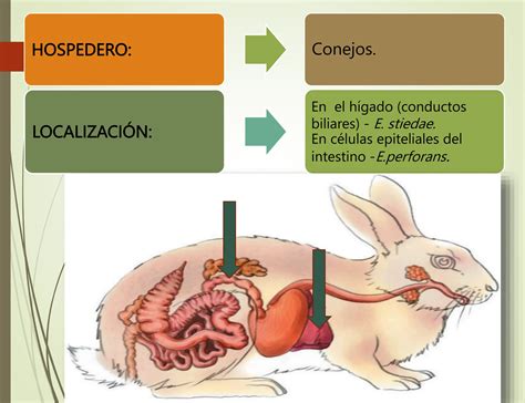 Coccidiosis En Conejos Clasificacion Pptx