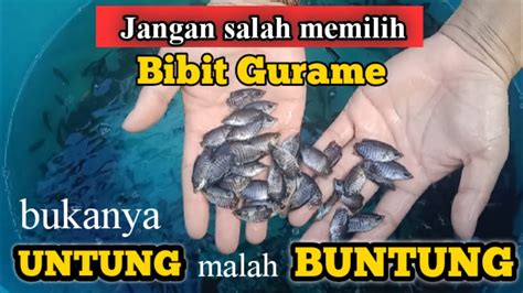 TIPS MEMILIH BIBIT GURAME YANG BAGUS Biar Cepat Panen YouTube