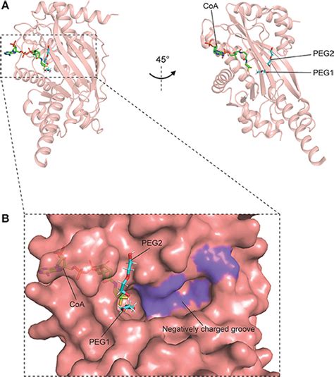 Frontiers Regulation Of Thermogenic Adipocyte Differentiation And