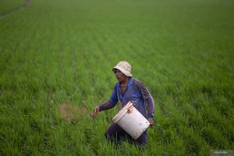 Kementan Tambahan Rp Triliun Untuk Ganti Kekurangan Pupuk Subsidi